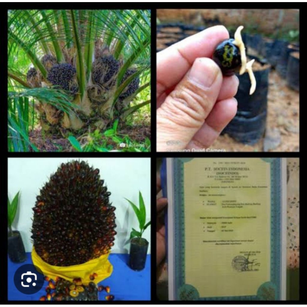 benih kelapa unggul  socfindo lame