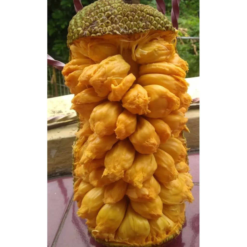 JBR Bibit Cempedak Guling