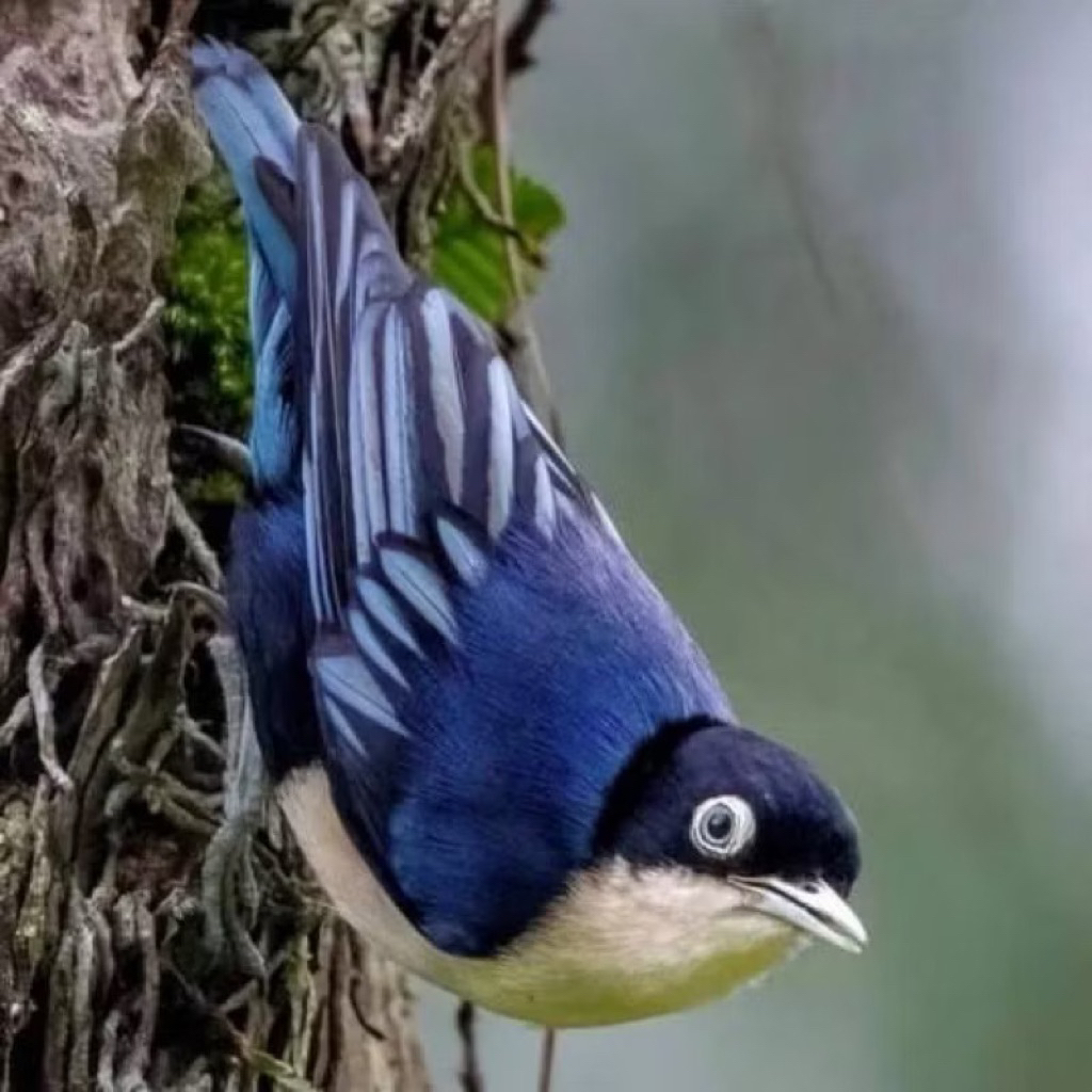 RAMBATAN DORAEMON bahan masteran burung kicau