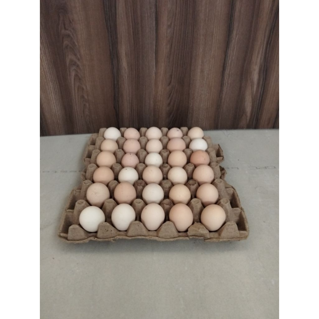 

Telur Ayam Segar – Berkualitas, Bergizi, & Siap Konsumsi