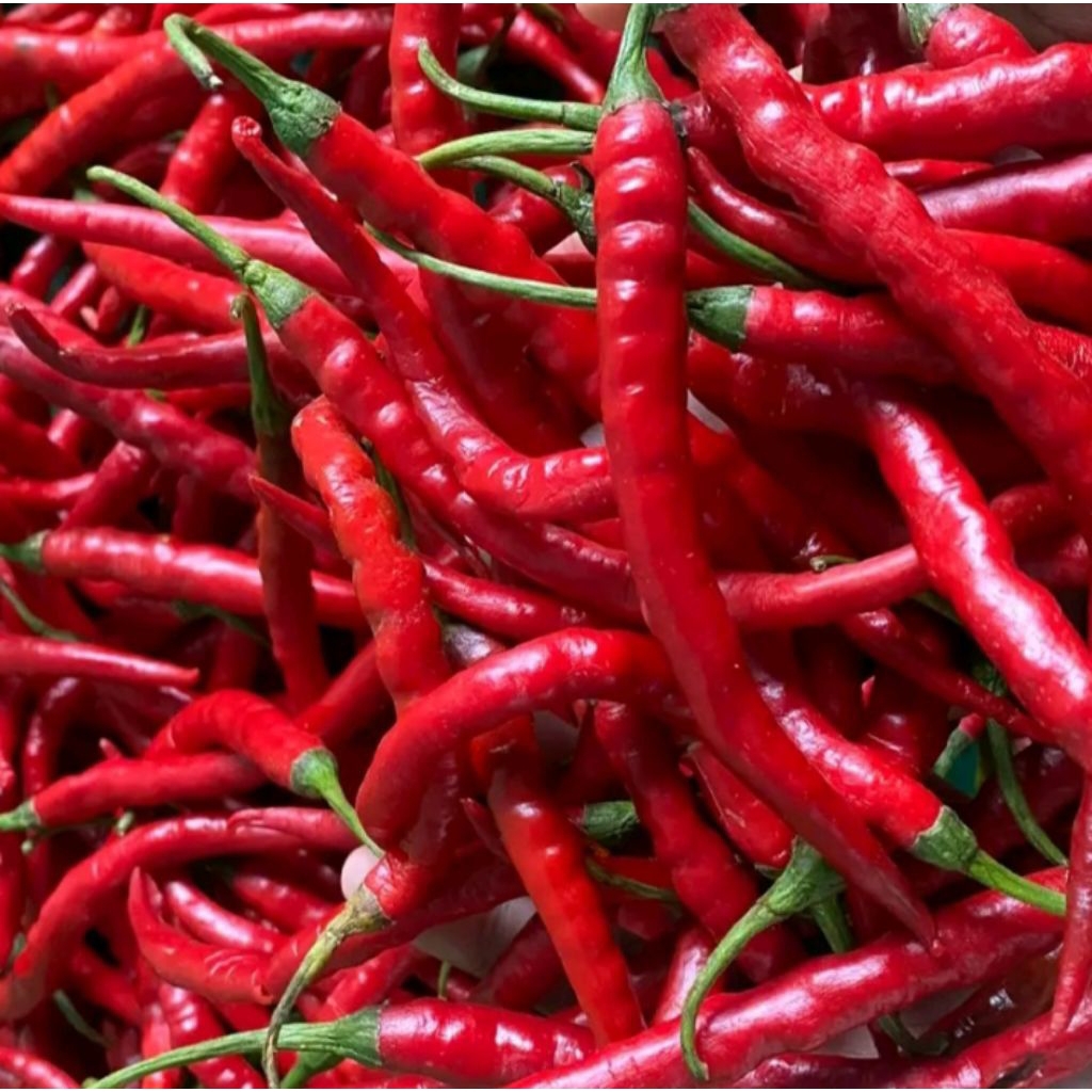 

Cabe Kriting pedas Merah