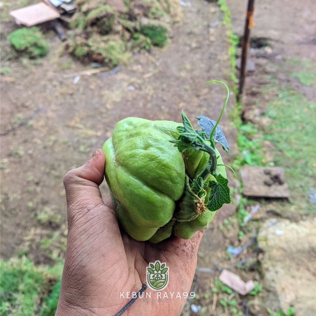 

KEBUN RAYA- Paket 5 Bibit Labu Siam