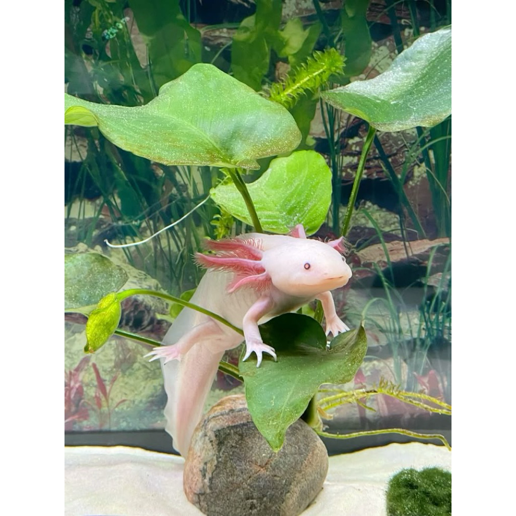 BABY/AXOLOTL/ANAK/LEUCISTIC