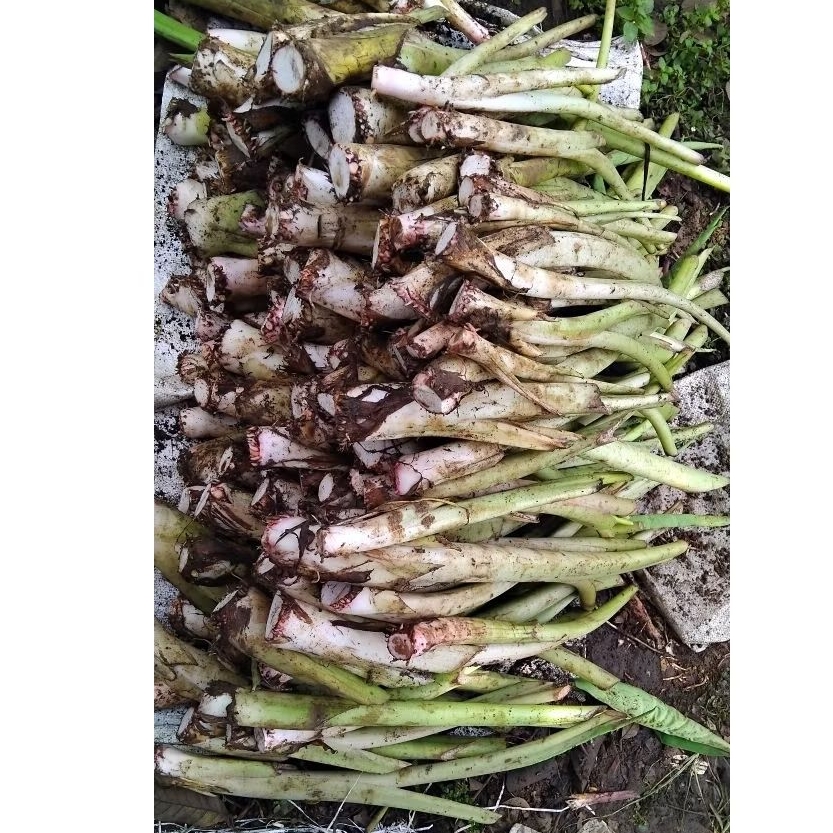 bibit talas pratama 1 / talas sutra /  talas bogor siap tanam kualitas super