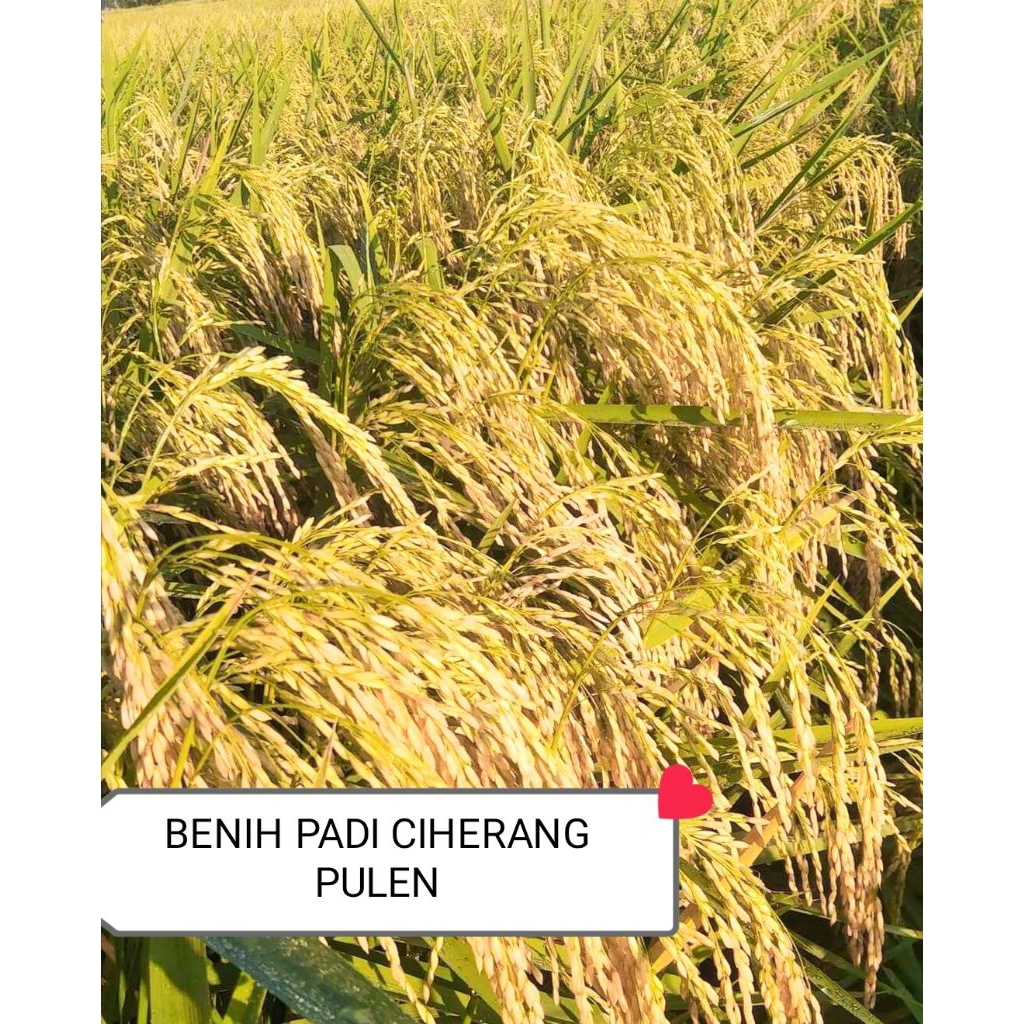BENIH PADI CIHERANG JUMBO 1KG
