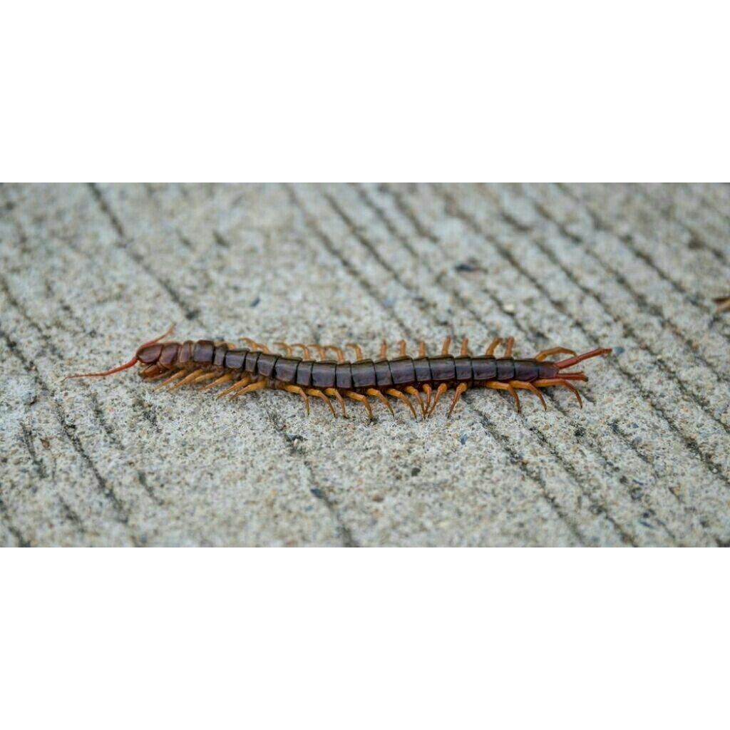 kelabang kcil umpan pakan ikan arwana perekor