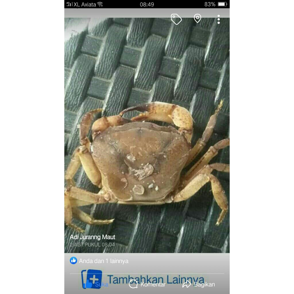 

kepiting umpan mancing gacor