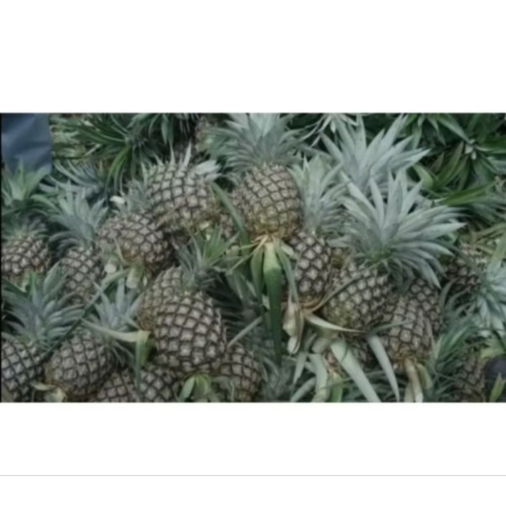 

Nanas Muda Segar 1 kg