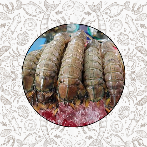 

1/2KG UDANG MANTIS RONGGENG FRESH FROZEN QUALITY PREMIUM