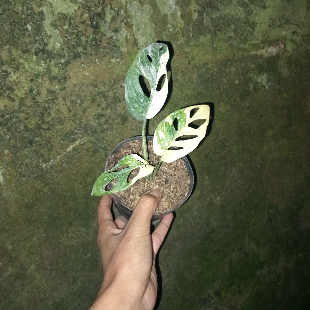 monstera adansoni variegata | janda bolong variegata japan