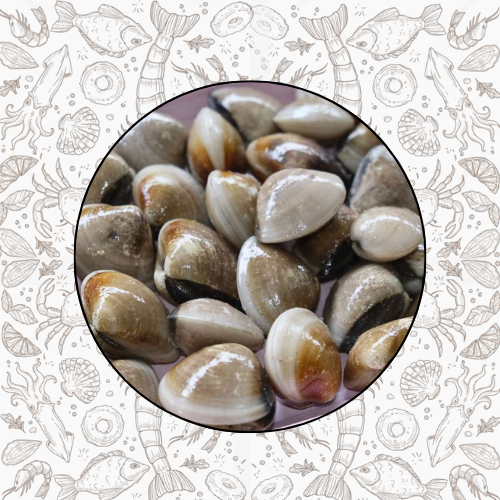 

KERANG KEPAH TAHU FRESH FROZEN