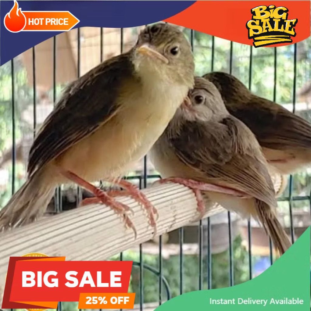 cigun anak mandiri pilihan super istimewa