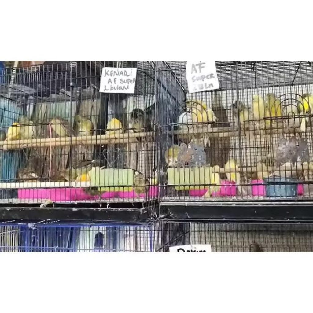 kenari AF super pilihan jantan