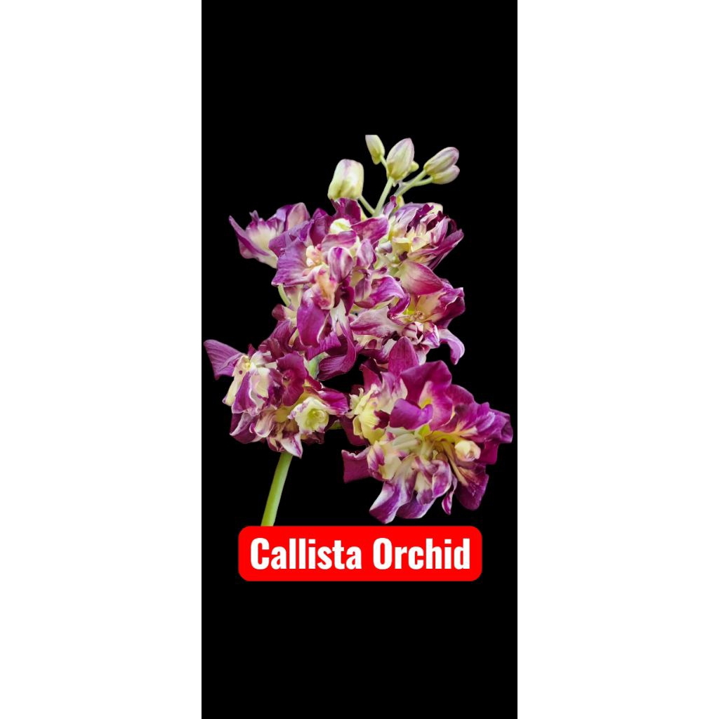 Anggrek Dendrobium Mawar merah