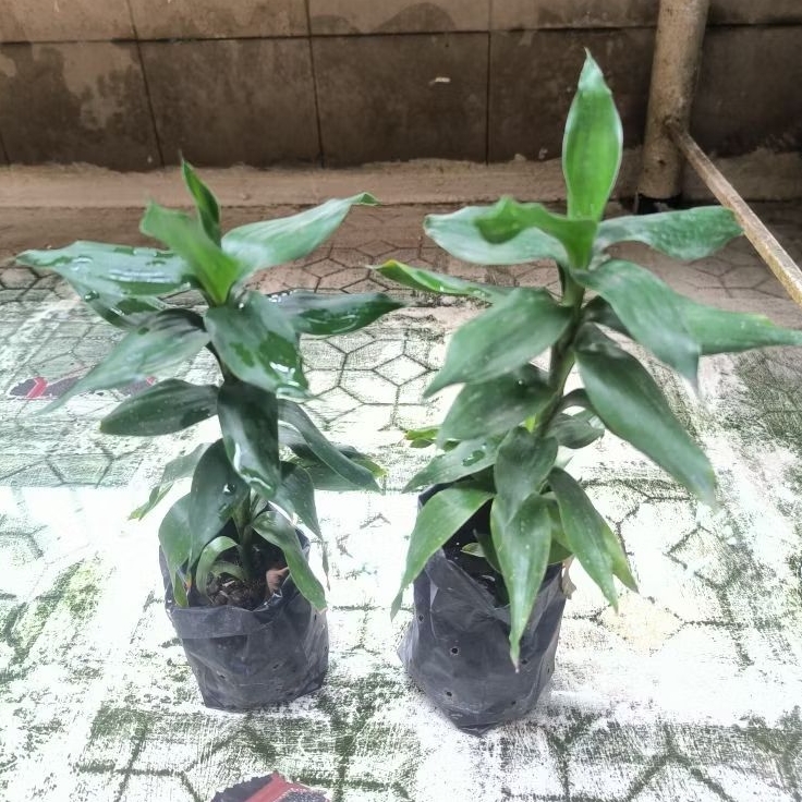 tanaman hias bambu hoki lucky bamboo bambu rezeki keberuntungan kwan im tek