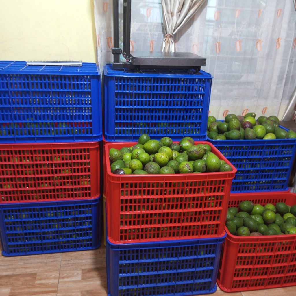 

ALPUKAT MENTEGA (khusus intant)