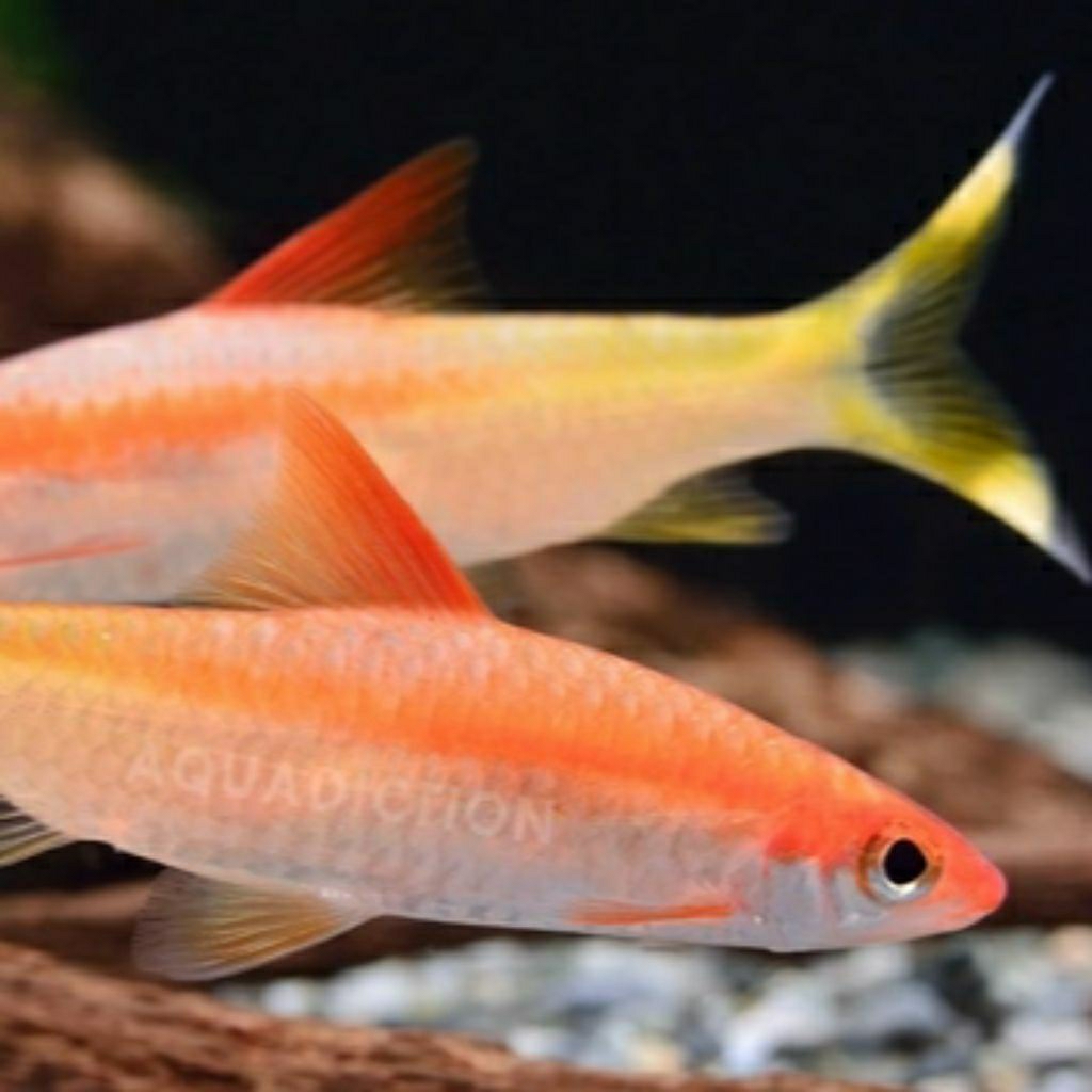 aquascape puntius golden/puntius denisoni/akuarium/aksesoris/aquascape