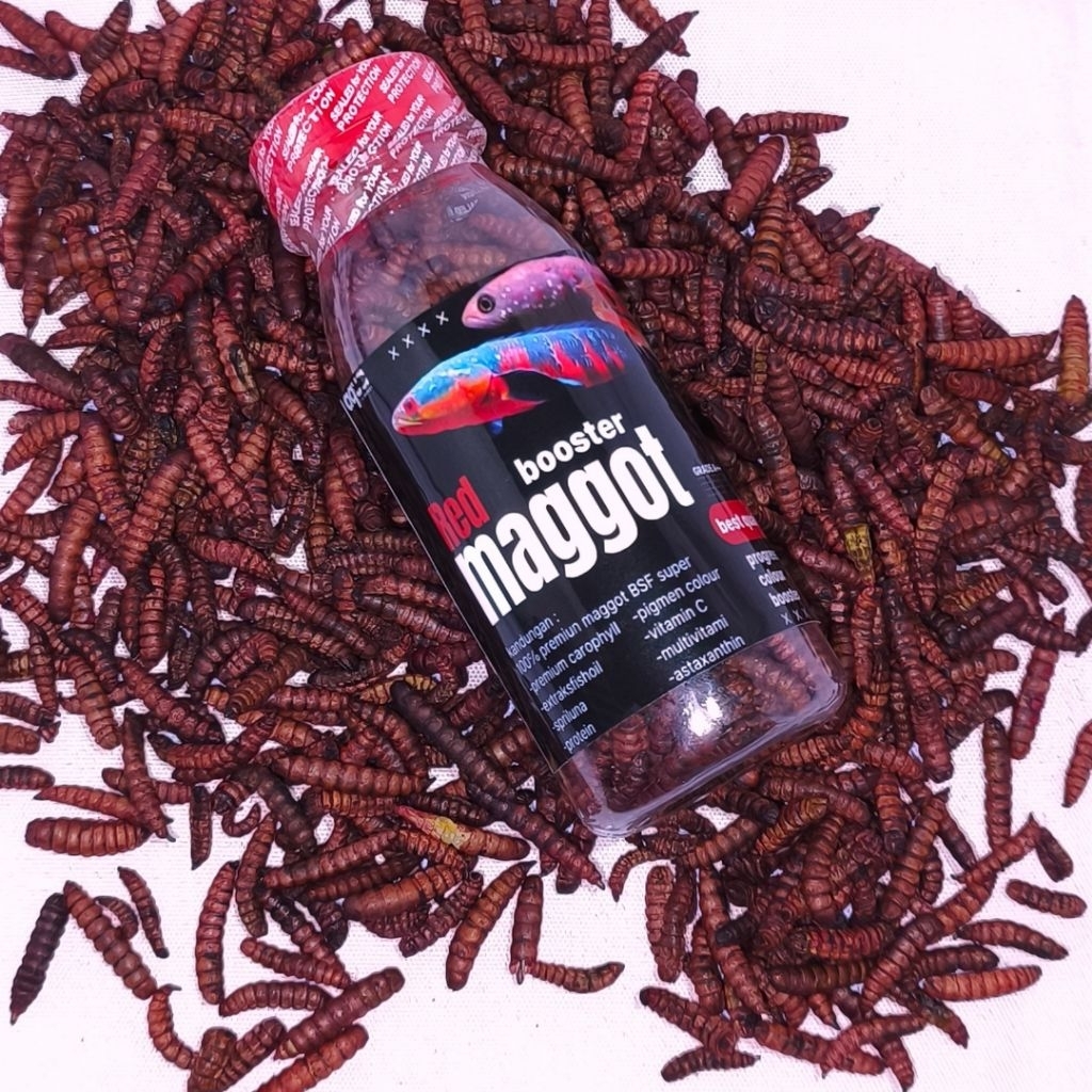 MAGGOT RED COLOR BOOSTER PROGRESS IKAN CHANNA ASIATICA RS, RED BARITO, RED SAMPIT, STEWARTII & ALL P