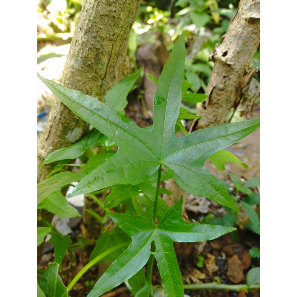 

Promo Daun gedi segar herbal daun yondok