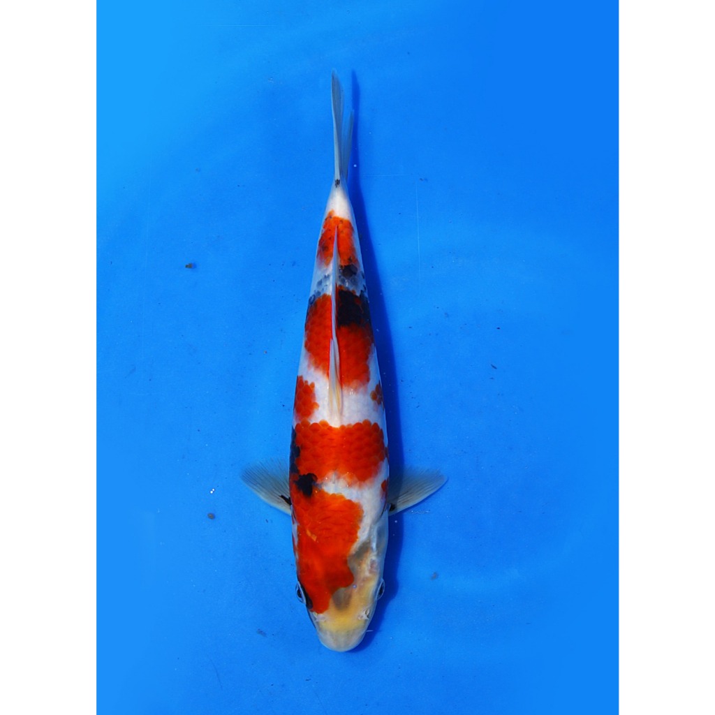 Koi Import Showa Dainichi Koi Farm Size 27 cm