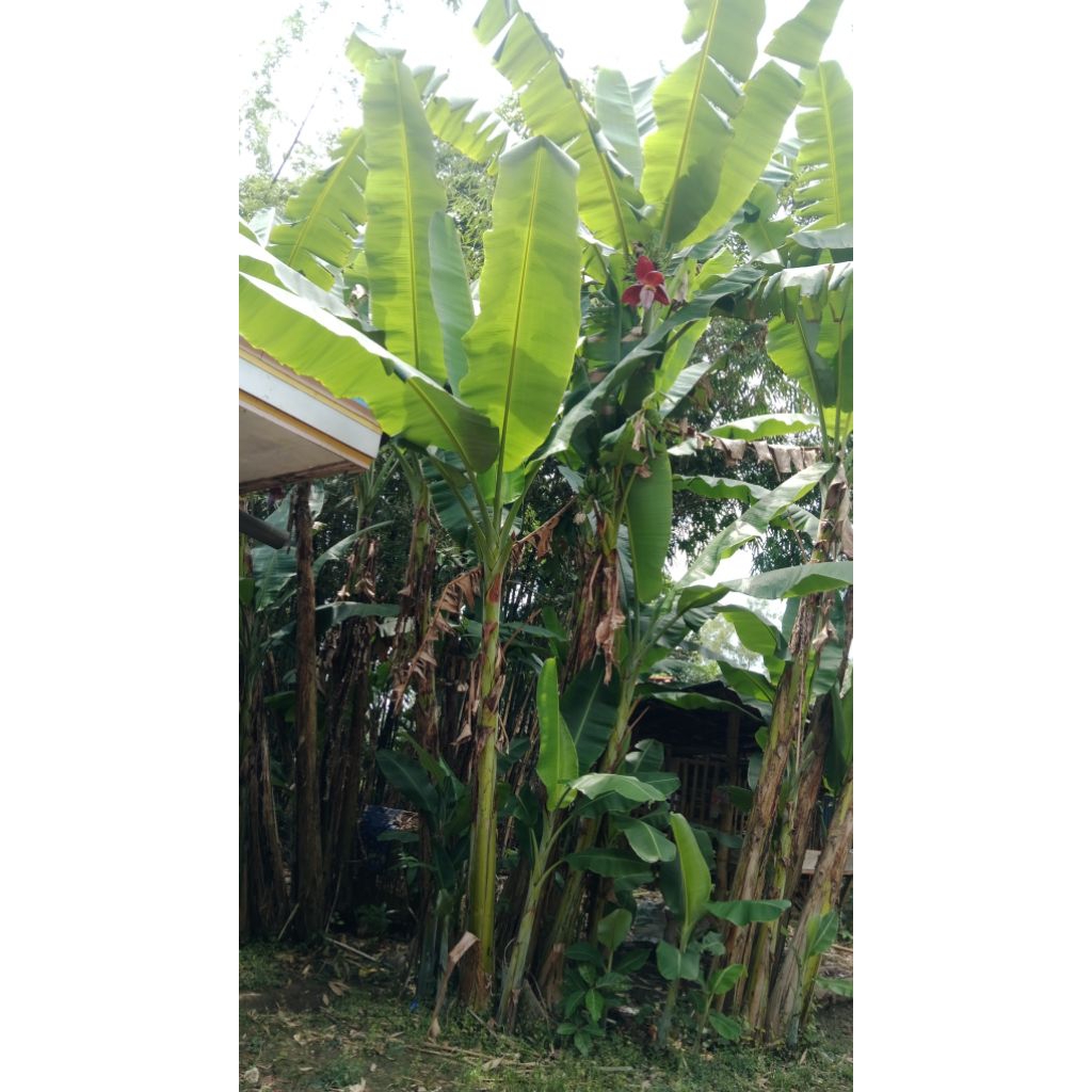 

daun pisang klutuk/pisang batu fresh
