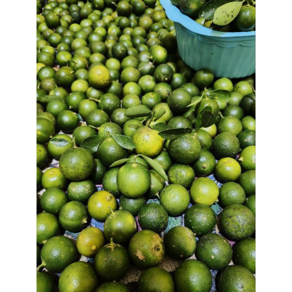 

1.kg jeruk sonkit jeruk kasturi segar dan fress