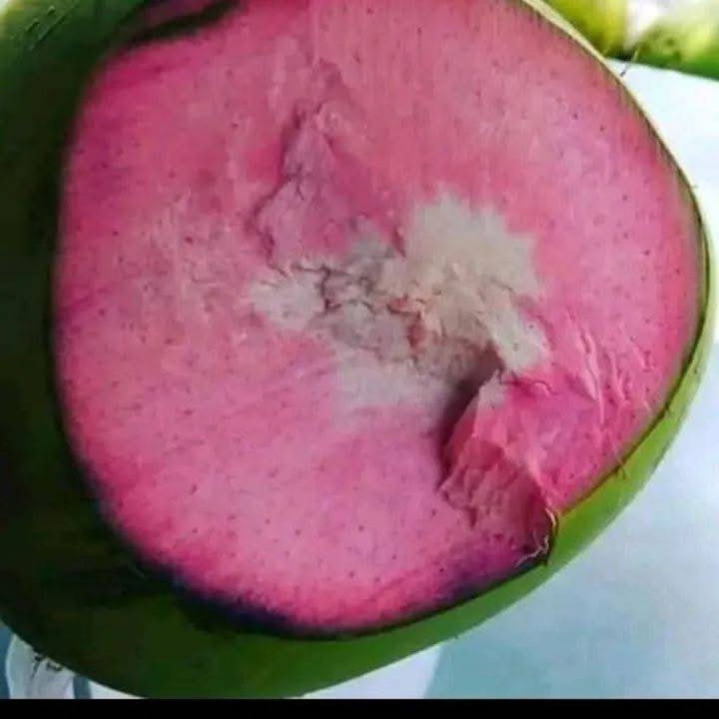 

kelapa cm original dari baduy merah delima