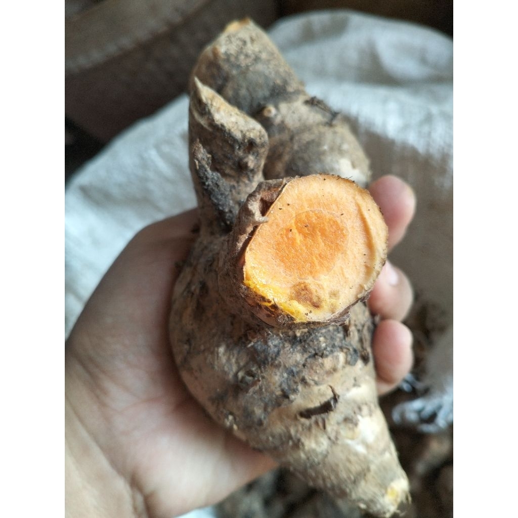 

TEMULAWAK SEGAR 1KG TEMULAWAK FRESH EMPON EMPON REMPAH