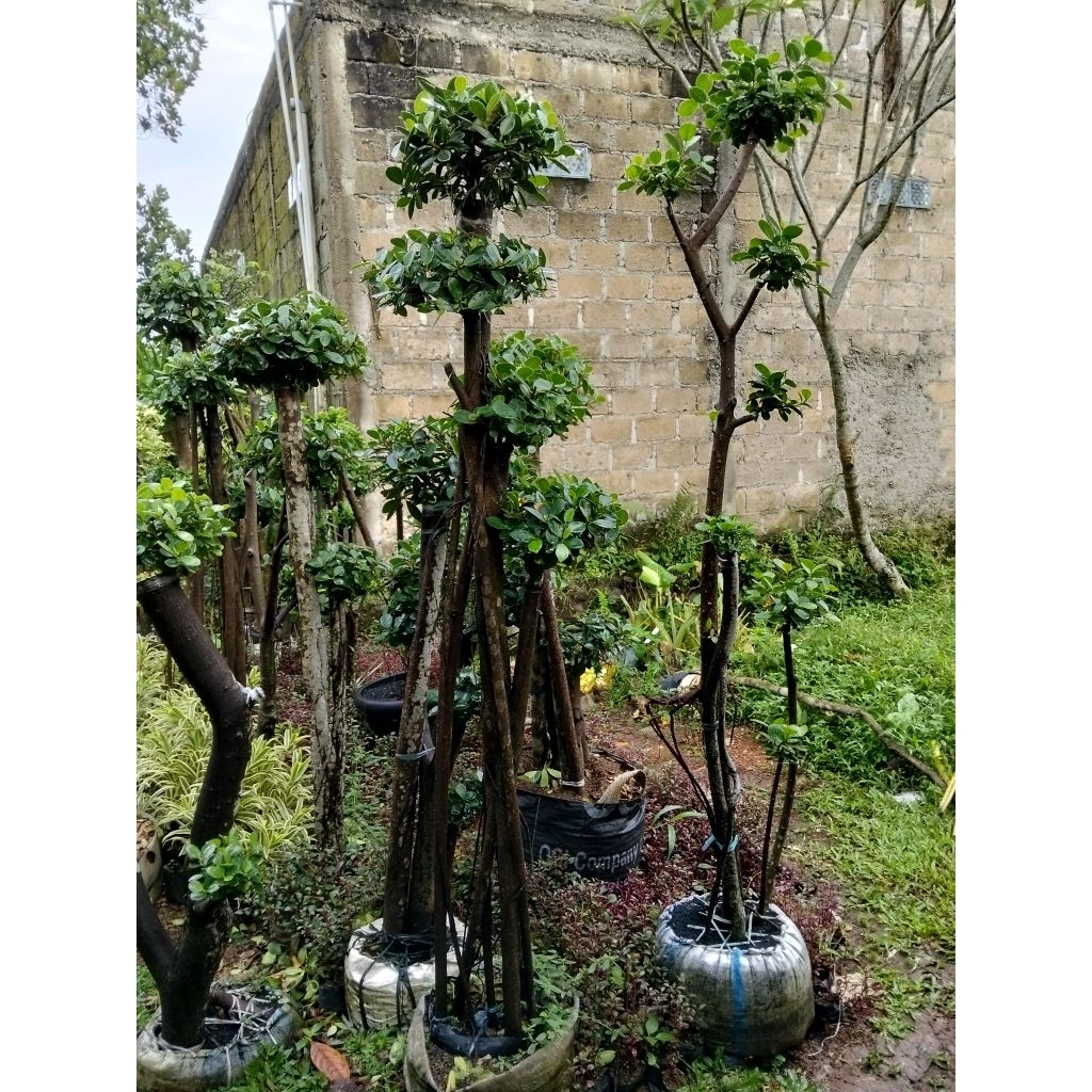 beringin Korea dolar 180cm  bonsai beringin dolar korea