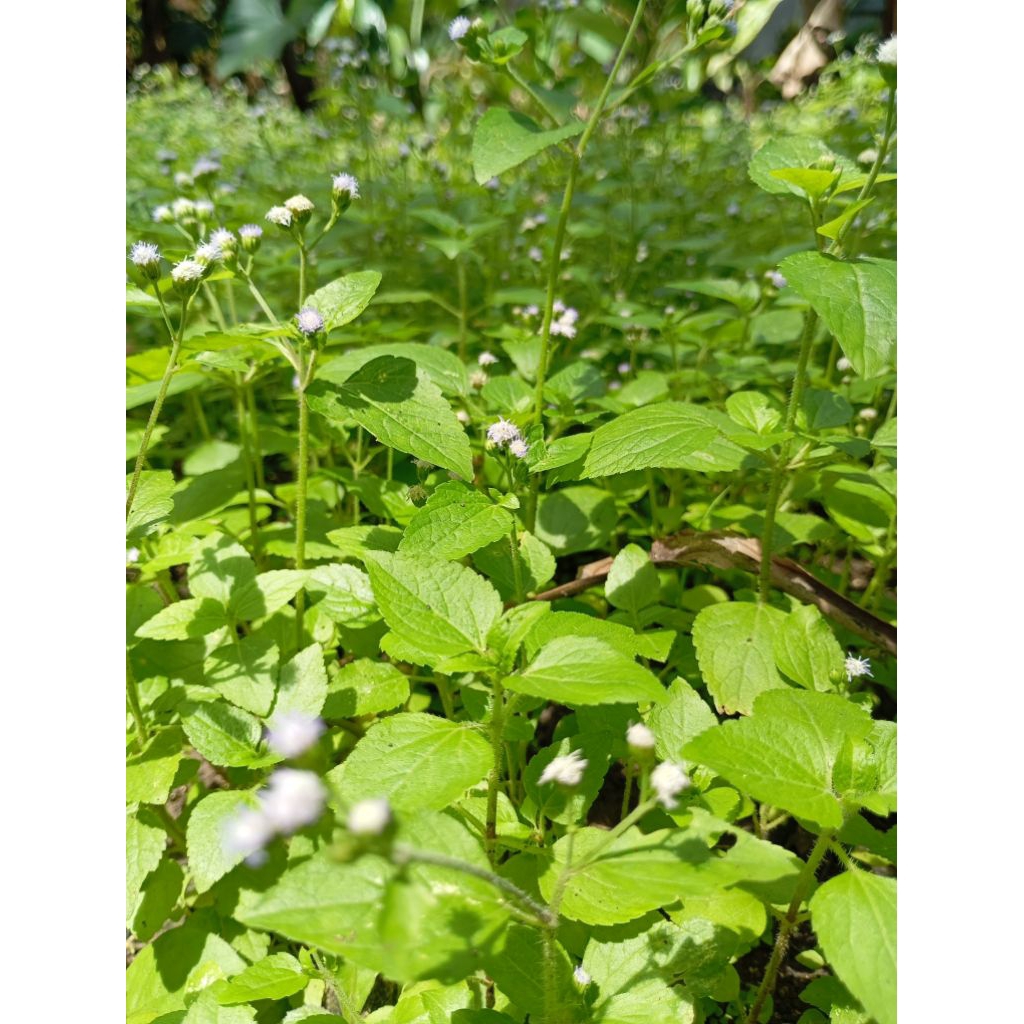 

Daun tanaman Babadotan atau Bandotan 200 gram bisa juga untuk tanaman hias atau untuk pengobatan tradisional
