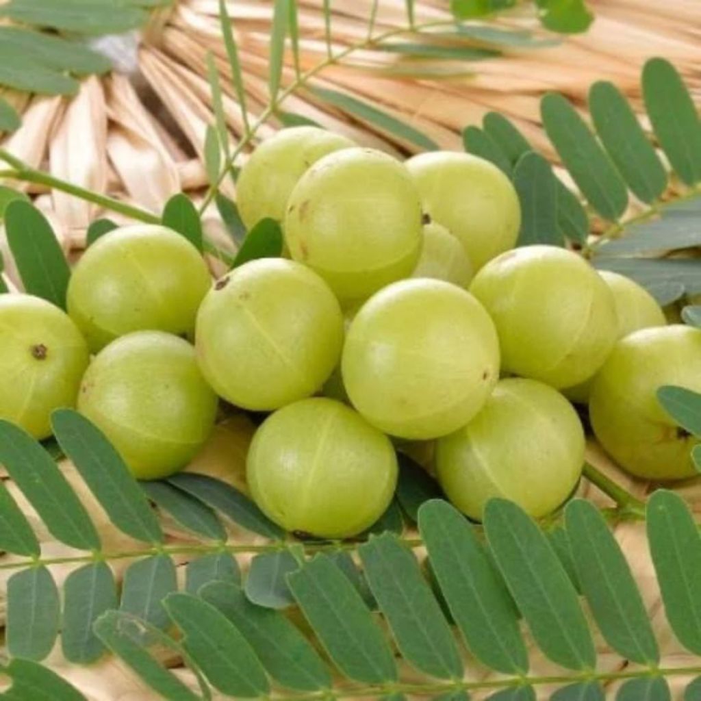 

Buah Amla/Malaka segar Baru petik 2kg