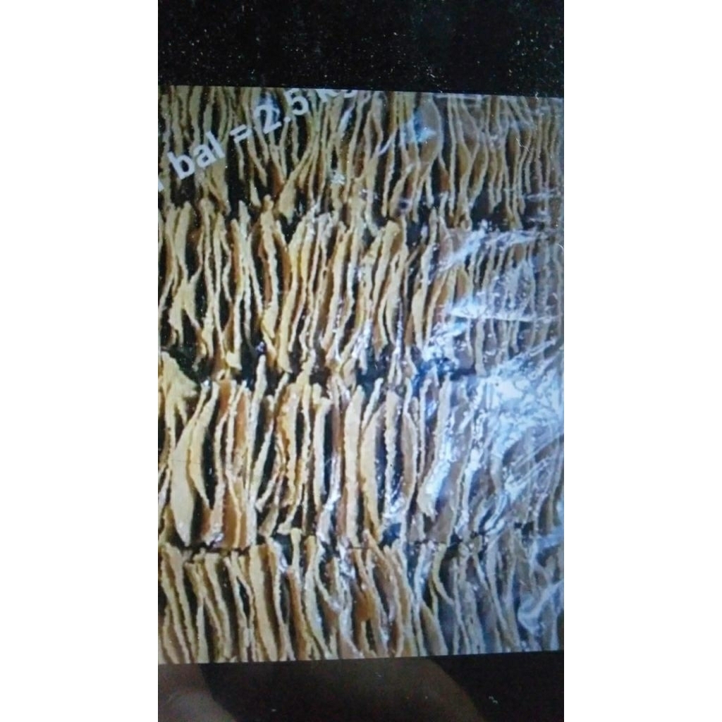 

opak gendar puli mentah