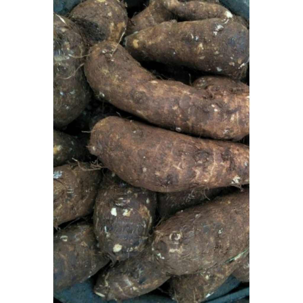 

Termurah Umbi Talas Balitung Pulen 1kg