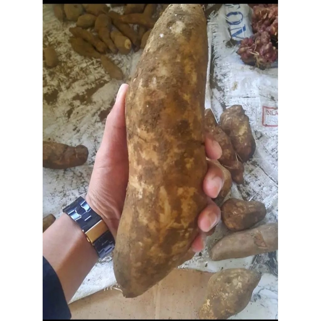 

UBI YAKON LANGSUNG SAYA PETANI PERKILO