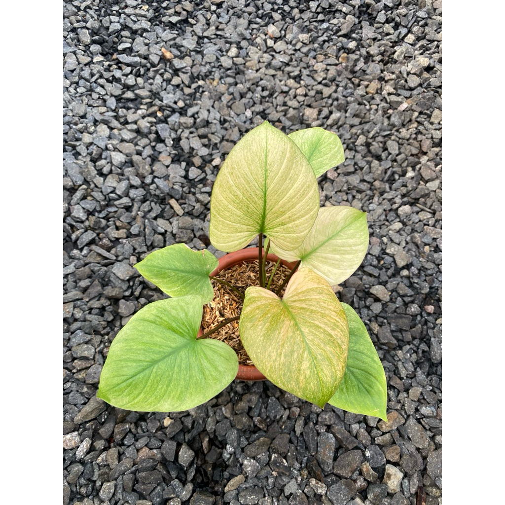 homalomena rubescens mint peach