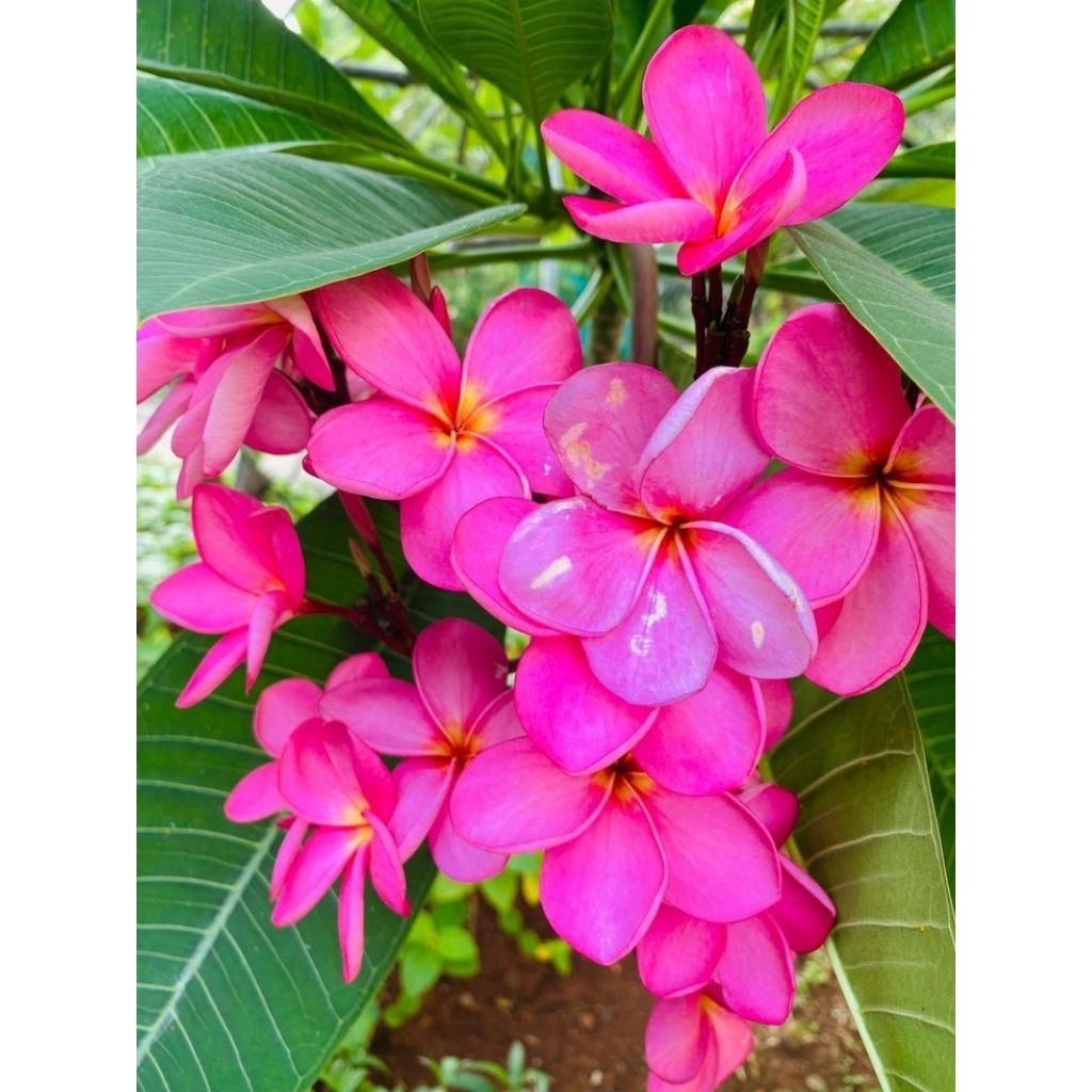 Kamboja bali bunga pink ( sudar berakar ) ukuran 50-70cm / Pohon kamboja bali pink