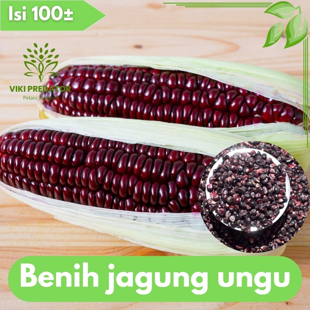 

biji jagung ketan ungu isi 100