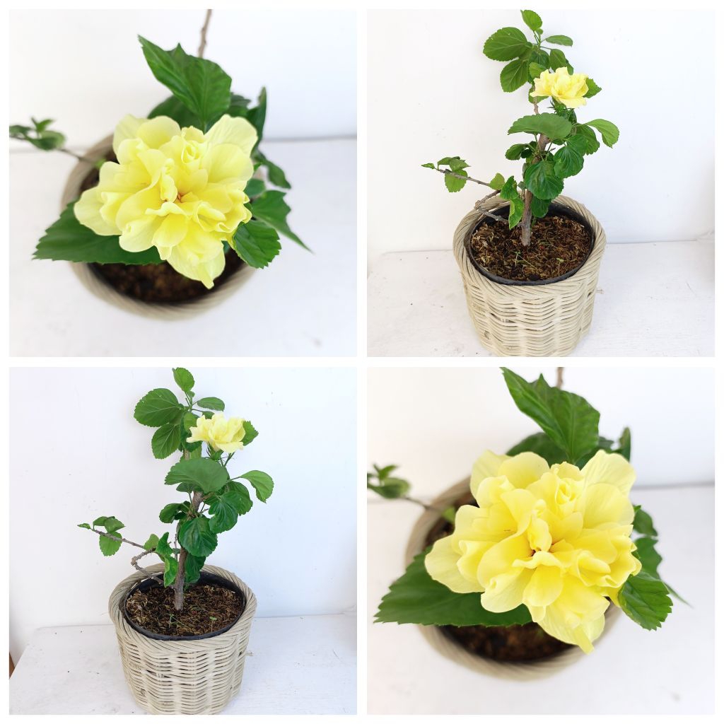 Tanaman Bunga Sepatu Kuning Tumpuk / Hibiscus Rosasinensis Yellow
