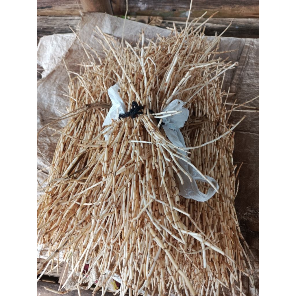 

akar Alang Alang seger