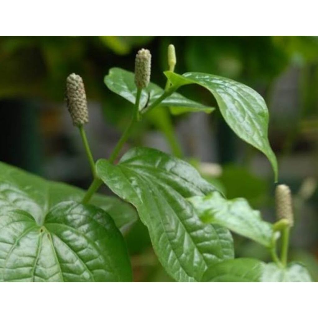 

Daun karuk daun sirih tanah daun cabe jawa segar 50 lembar