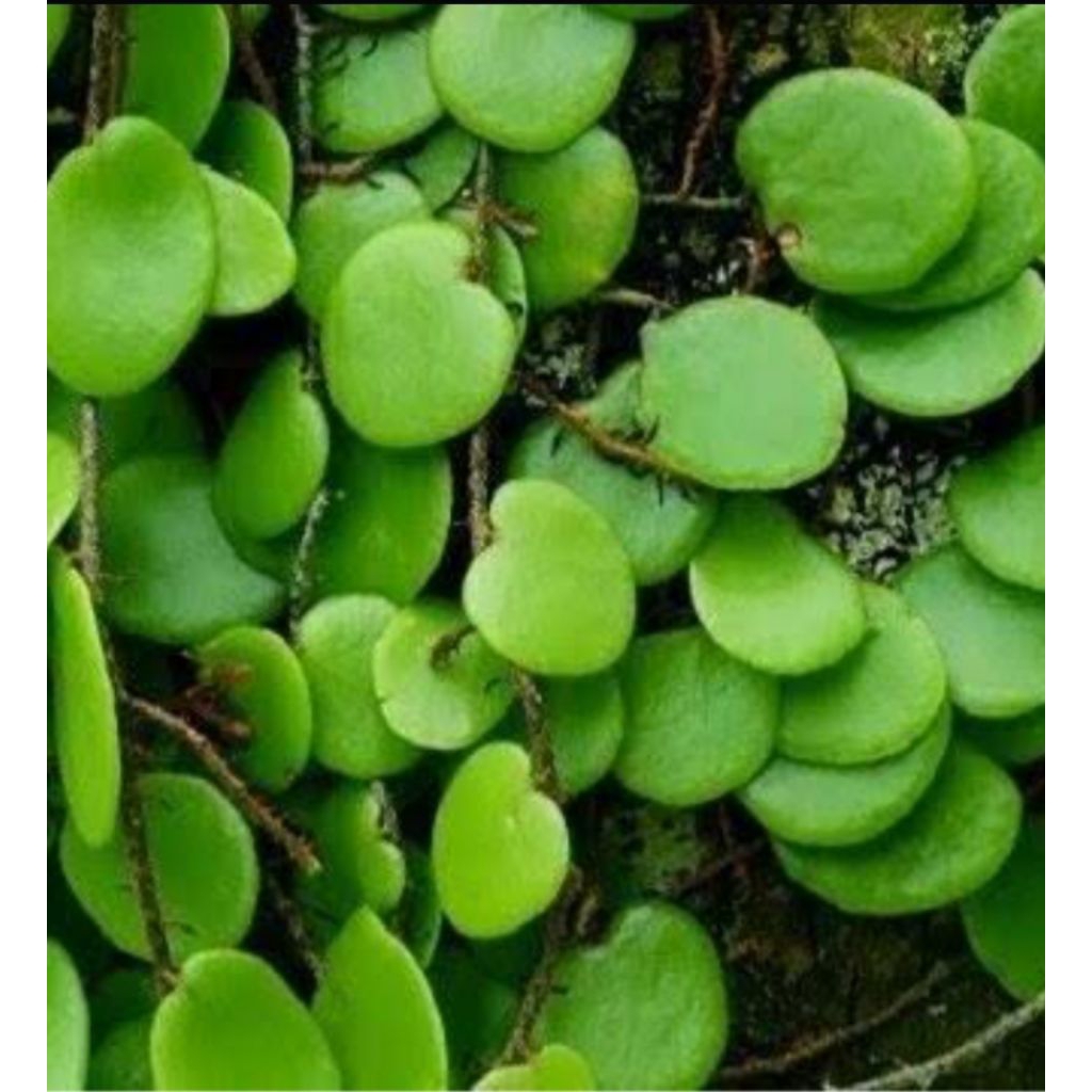 

daun picisan/sisik naga 250 grm murah obat herbal alami