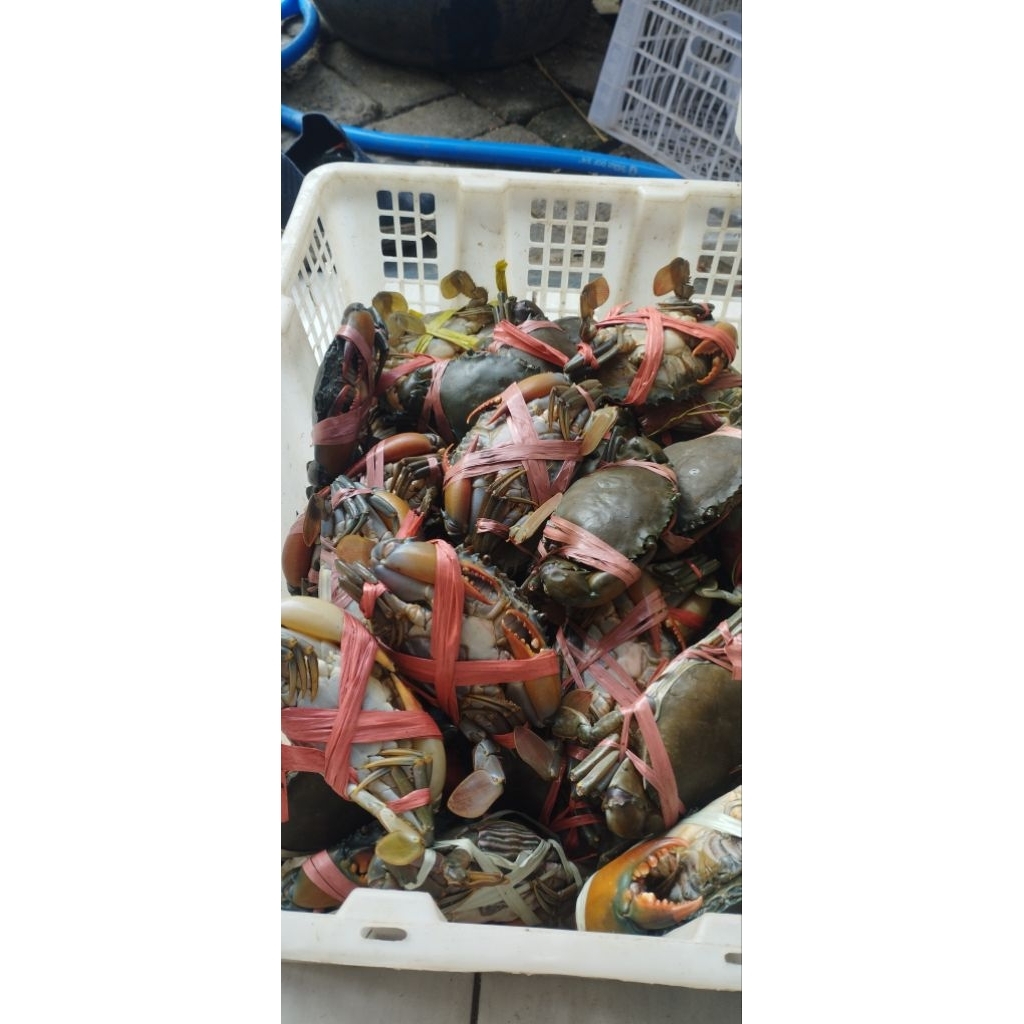 

Kepiting Manis 5 ekor