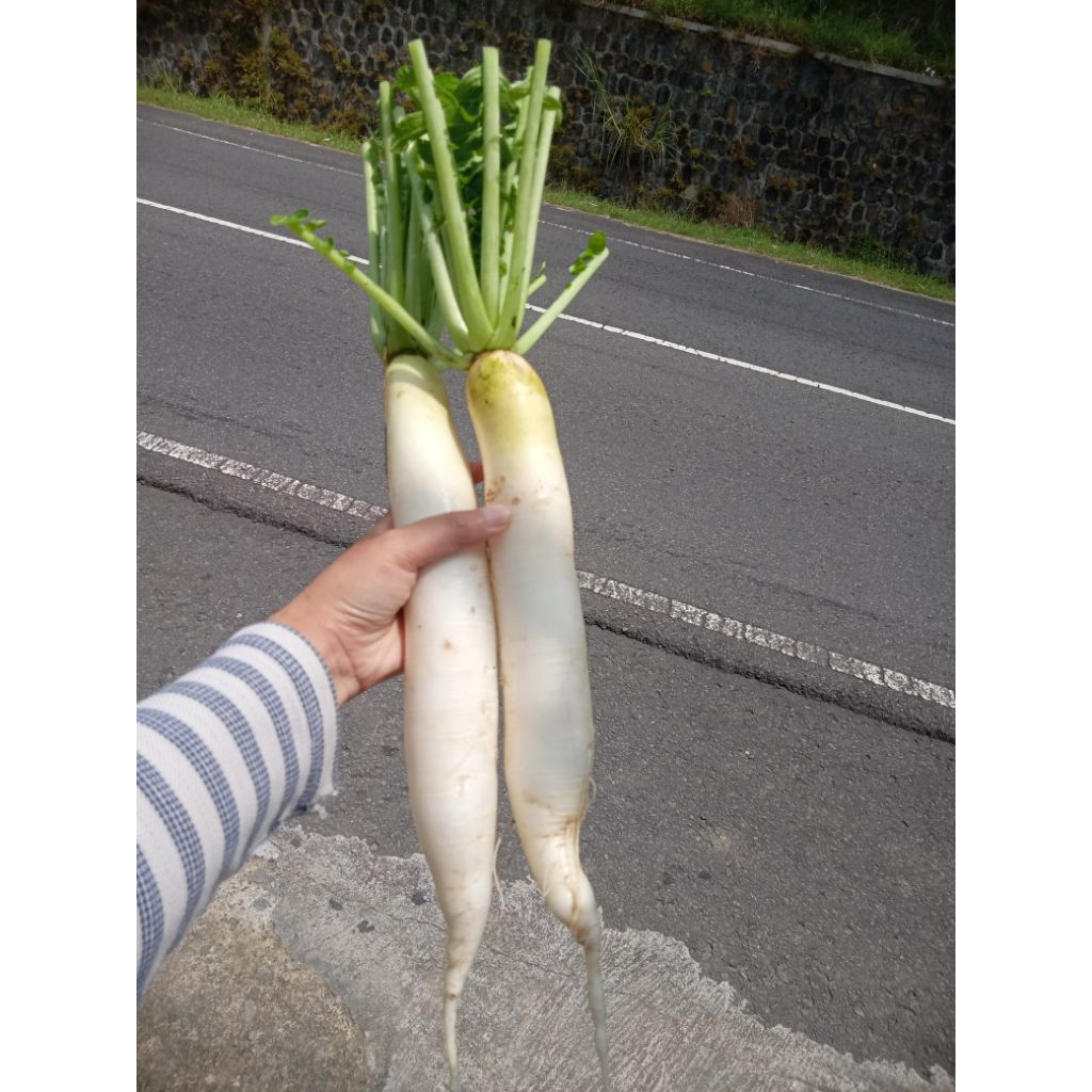 

Ronanaplant Lobak FRESH 500gr hasil pertanian lereng lawu