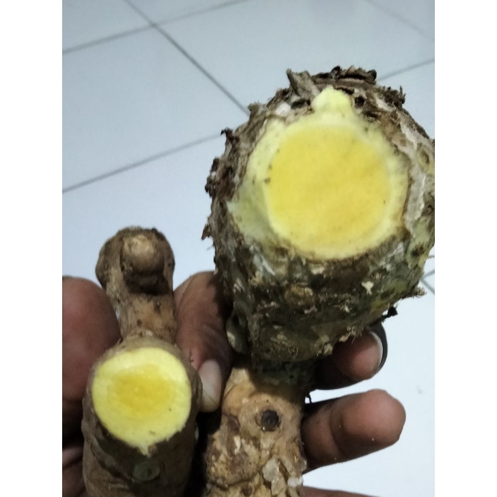 

TEMU MANGGA SEGAR / WANGI AROMA MANGGA MUDA ( HERBAL FRESH)