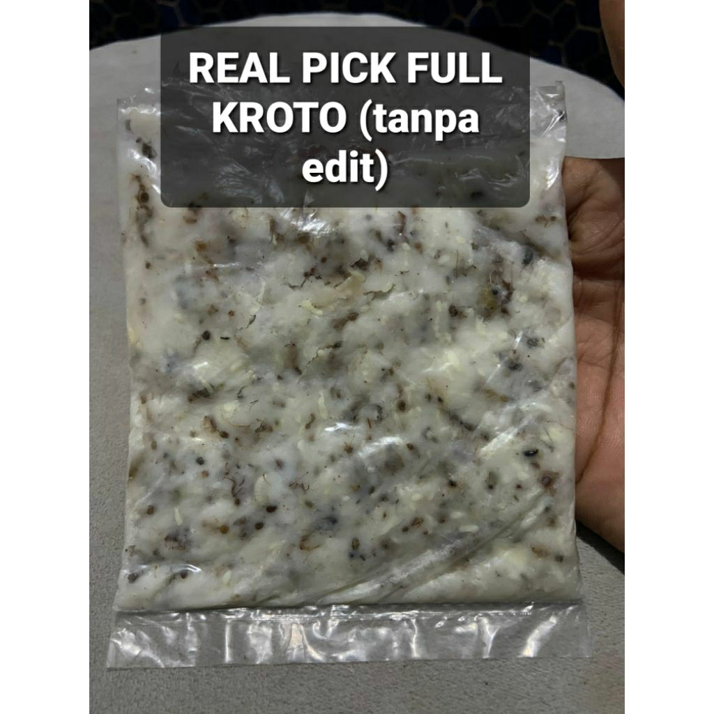 umpan putihan ikan mas/tombro,nila,mujaer