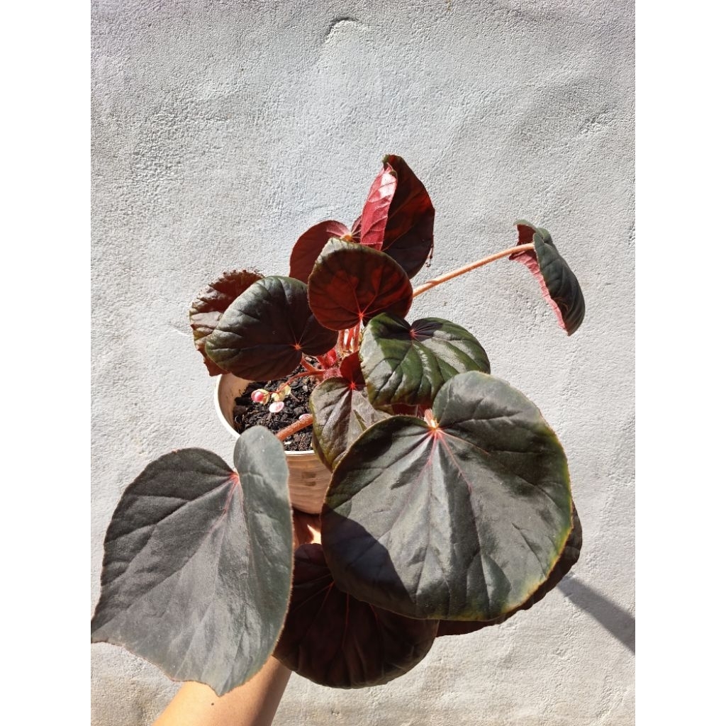 begonia bulan tanaman hias begonia hitam