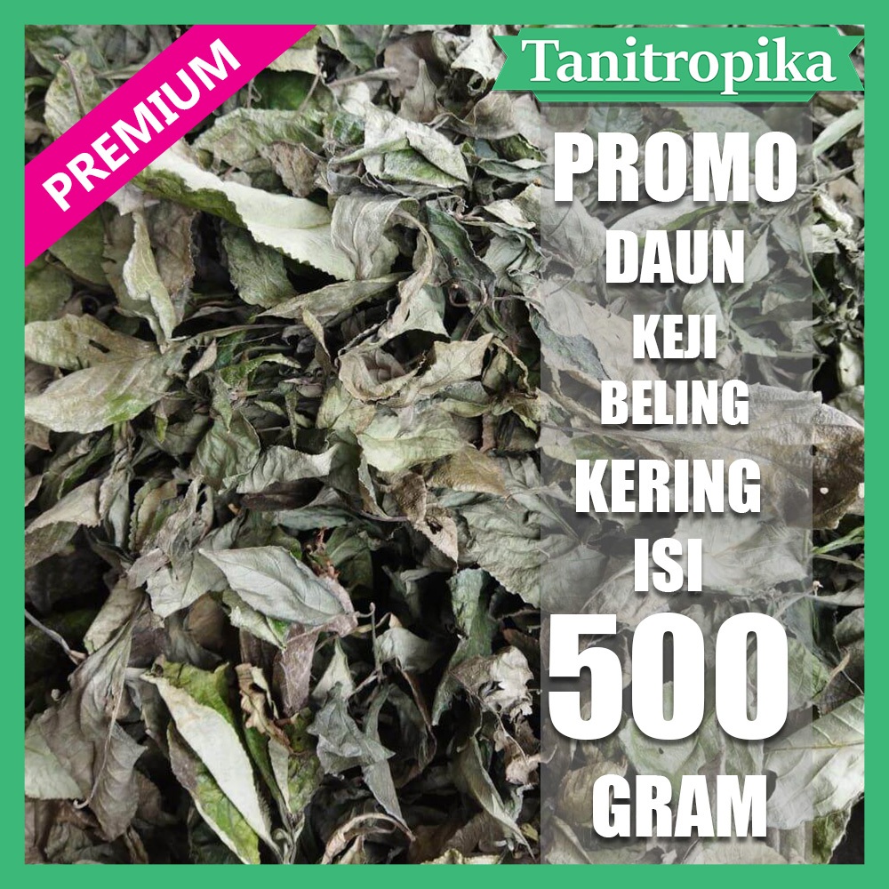 

Daun keji Beling/Pecah Beling kering 500 gram herbal alami tani tropika