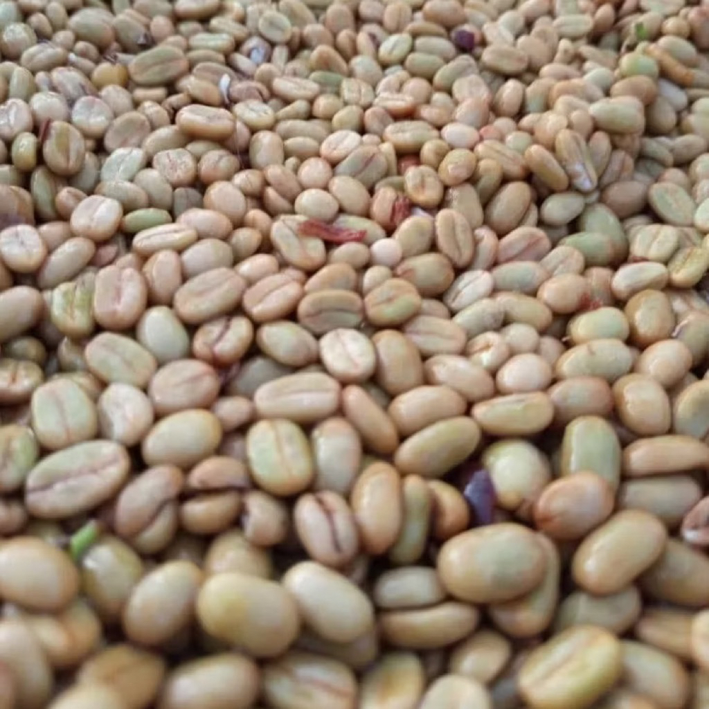 

biji kopi arabica di seduh di tanam benih unggul bikin panen melimpah