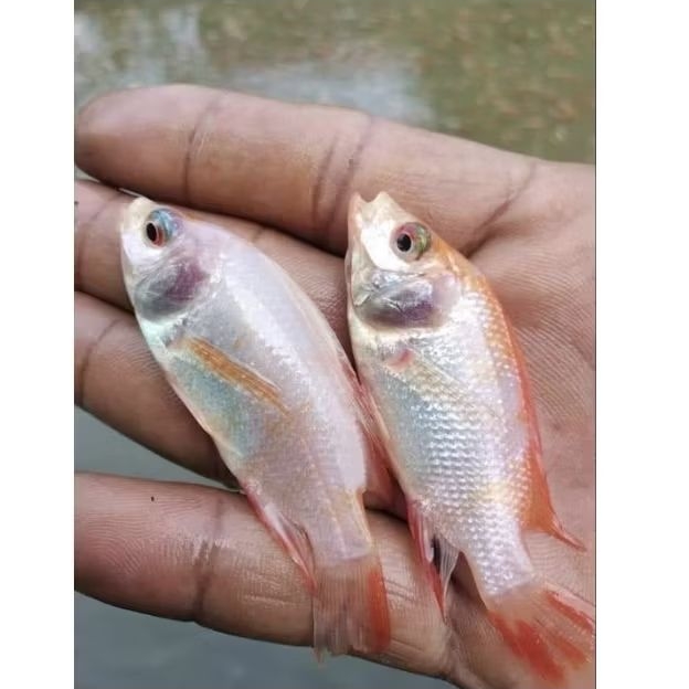 Bibit ikan nila merah