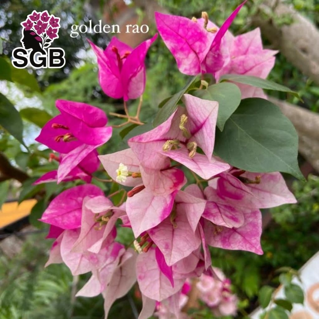 BIBIT GOLDEN RAO BOUGENVILLE IMPORT ORI